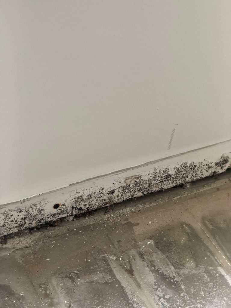 Close-up of a painted baseboard showing dark growth along its lower edge above an exposed slab