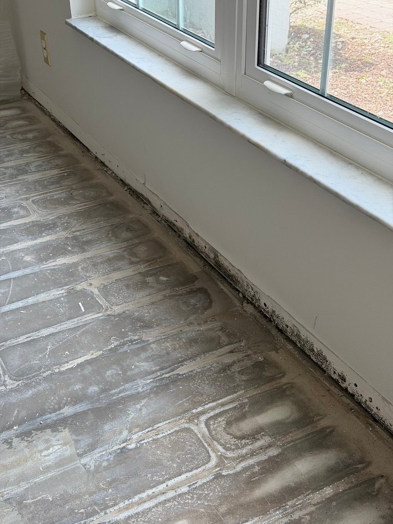 Interior wall base beneath a window run showing growth along a painted baseboard above an exposed slab